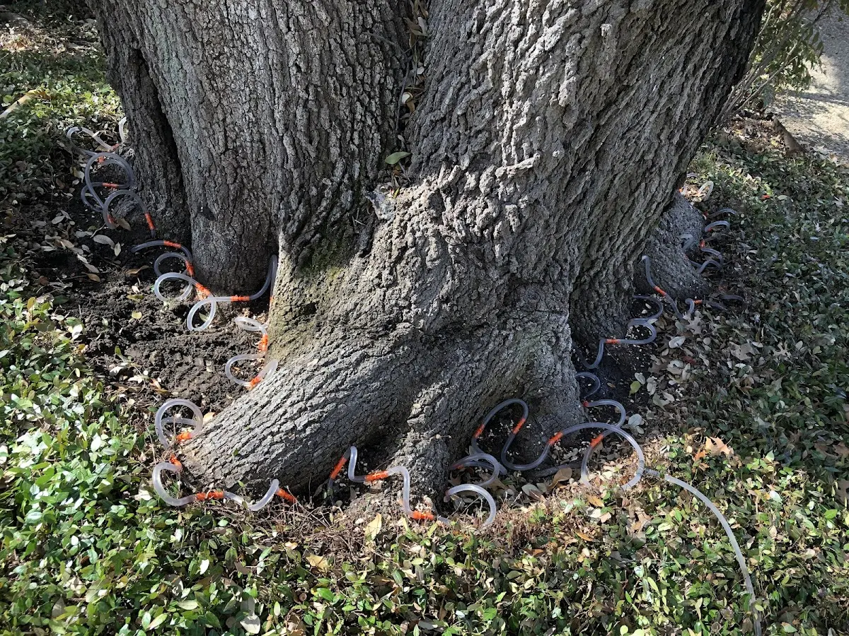 Detailed Shrub and Hedge Trimming job site in Rice